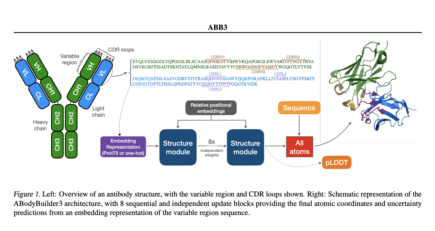  ABodyBuilder3: A Scalable and Precise Model for Antibody Structure Prediction