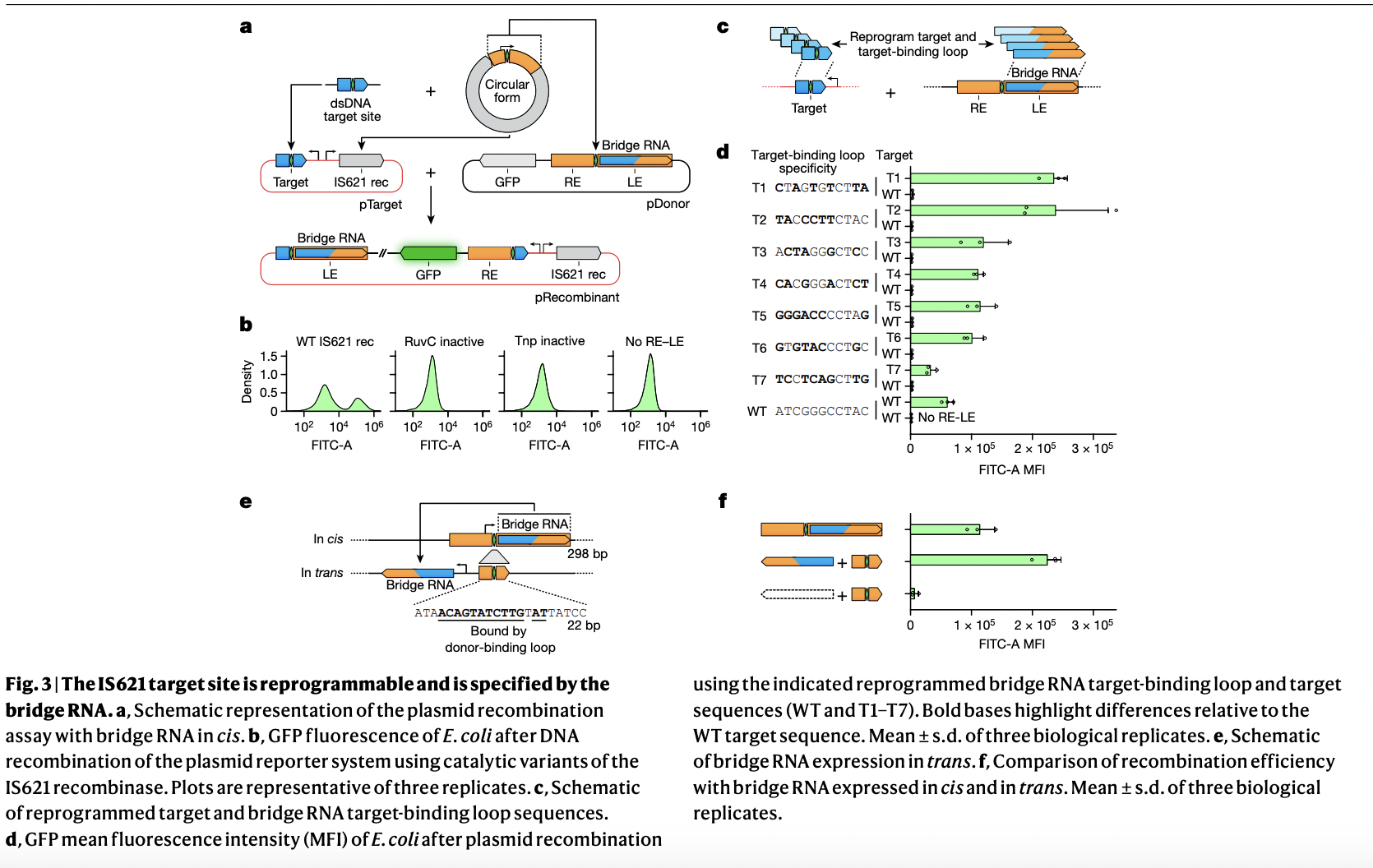 What if We could Universally Edit Any Two Pieces of DNA? Meet ‘Bridge Editing’ and ‘Bridge RNA’: A Modular Approach to RNA-Guided Genetic Rearrangements in Bacteria