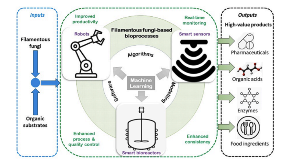  Advancing Sustainability Through Automation and AI in Fungi-Based Bioprocessing