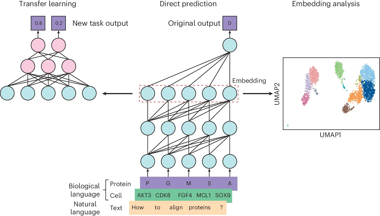  LLM for Biology: This Paper Discusses How Language Models can be Applied to Biological Research