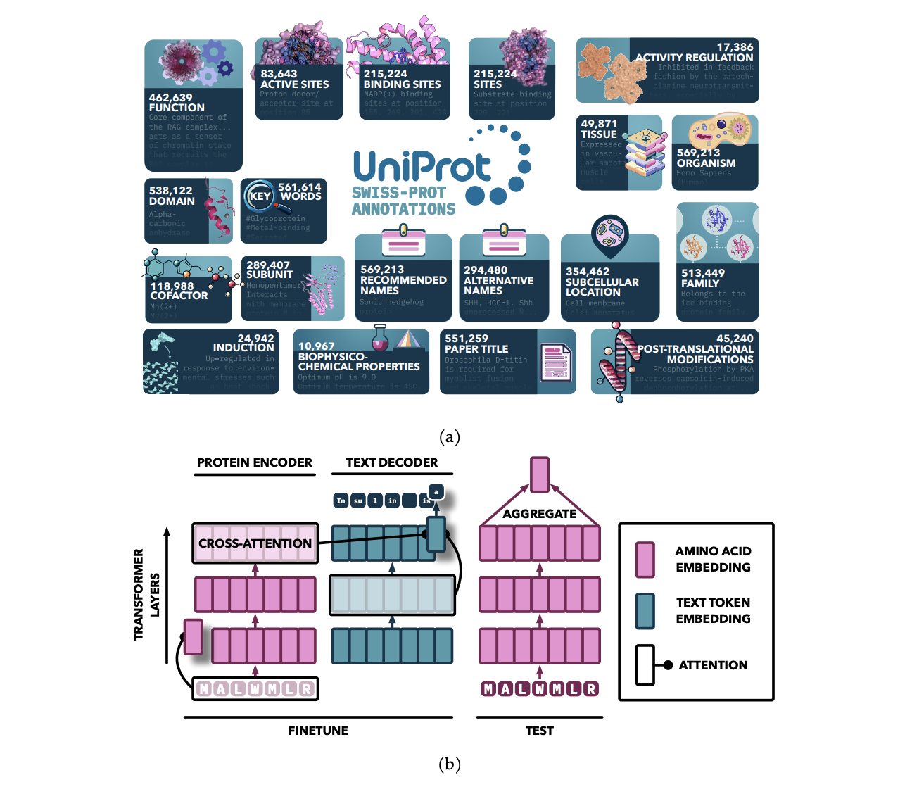 Protein Annotation-Improved Representations (PAIR): A Flexible Fine-Tuning Framework that Employs a Text Decoder to Guide the Fine-Tuning Process of the Encoder