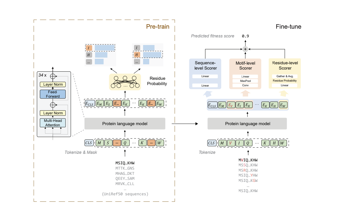  µFormer: A Deep Learning Framework for Efficient Protein Fitness Prediction and Optimization