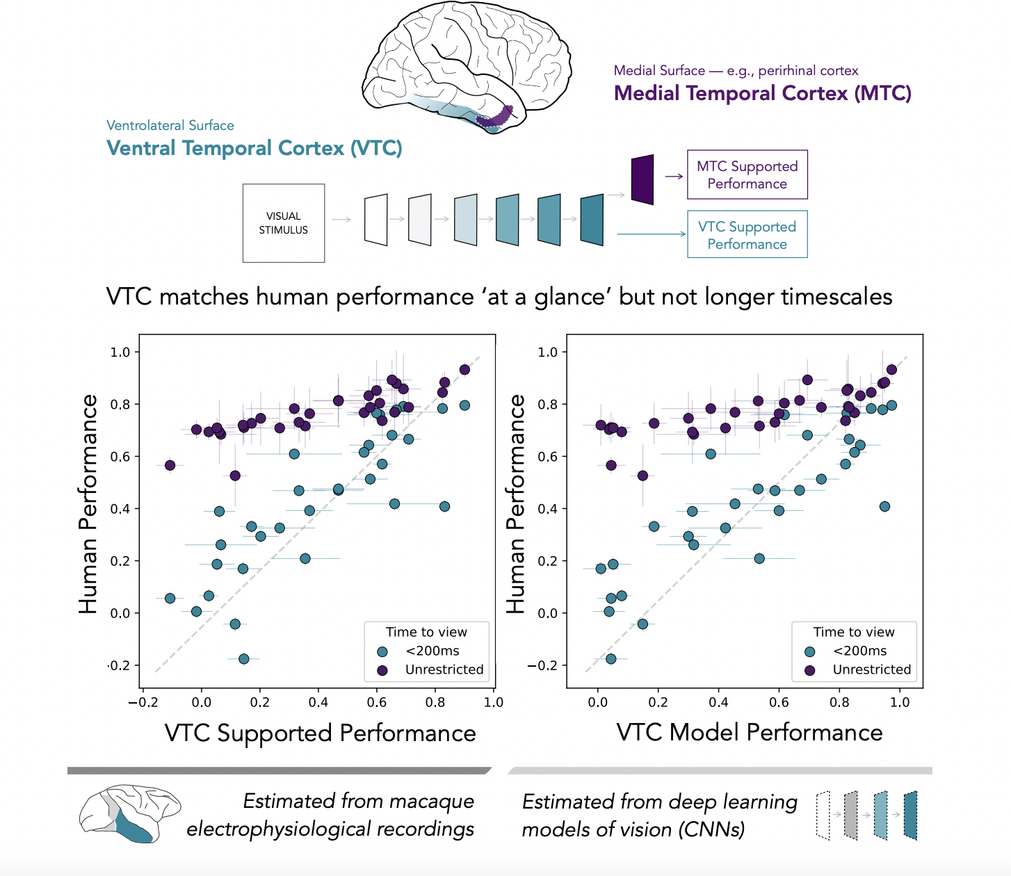 Integrating Neural Systems for Visual Perception: The Role of Ventral Temporal Cortex VTC and Medial Temporal Cortex MTC in Rapid and Complex Object Recognition