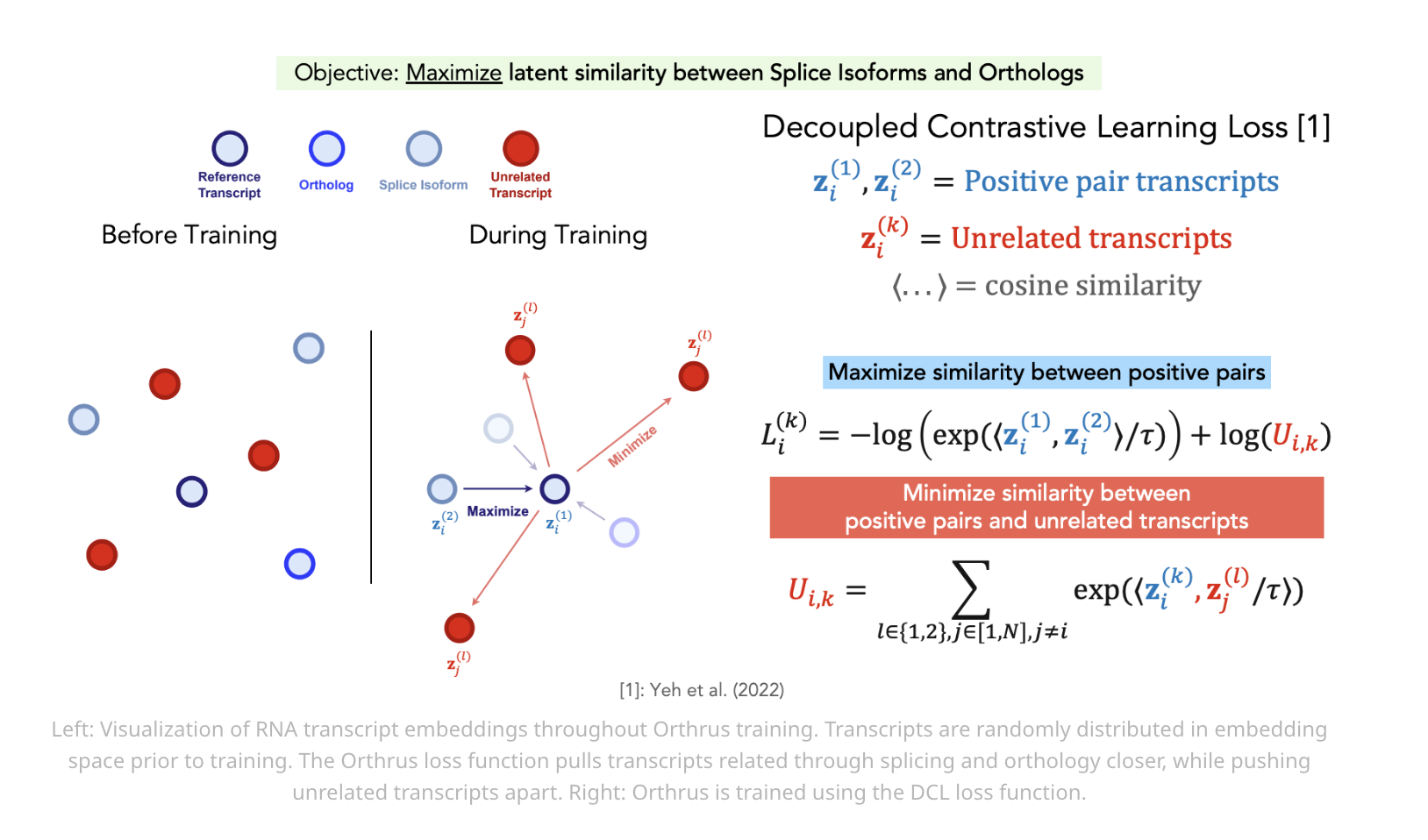 Orthrus: A Mamba-based RNA Foundation Model Designed to Push the Boundaries of RNA Property Prediction