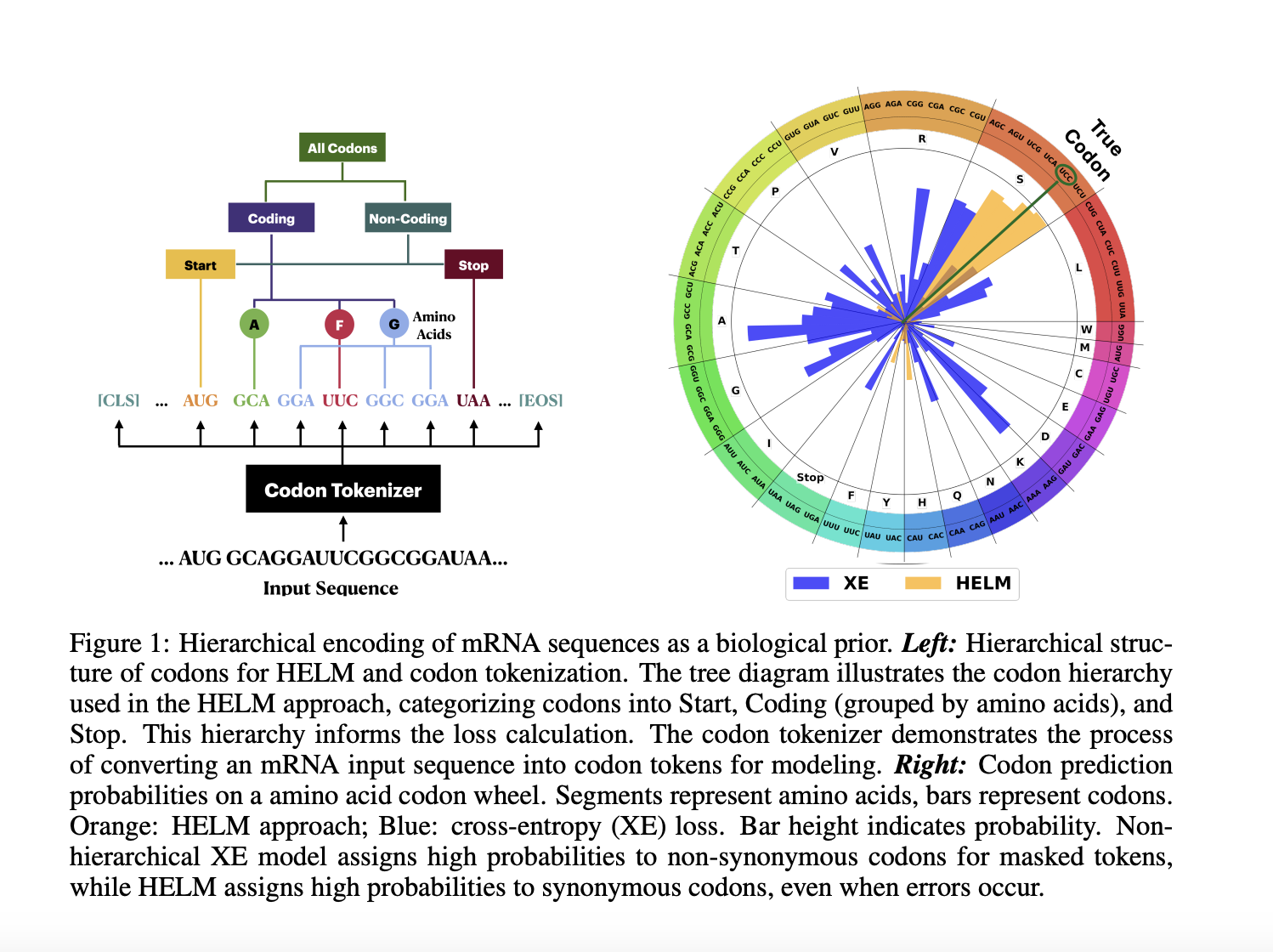  Hierarchical Encoding for mRNA Language Modeling (HELM): A Novel Pre-Training Strategy that Incorporates Codon-Level Hierarchical Structure into Language Model Training