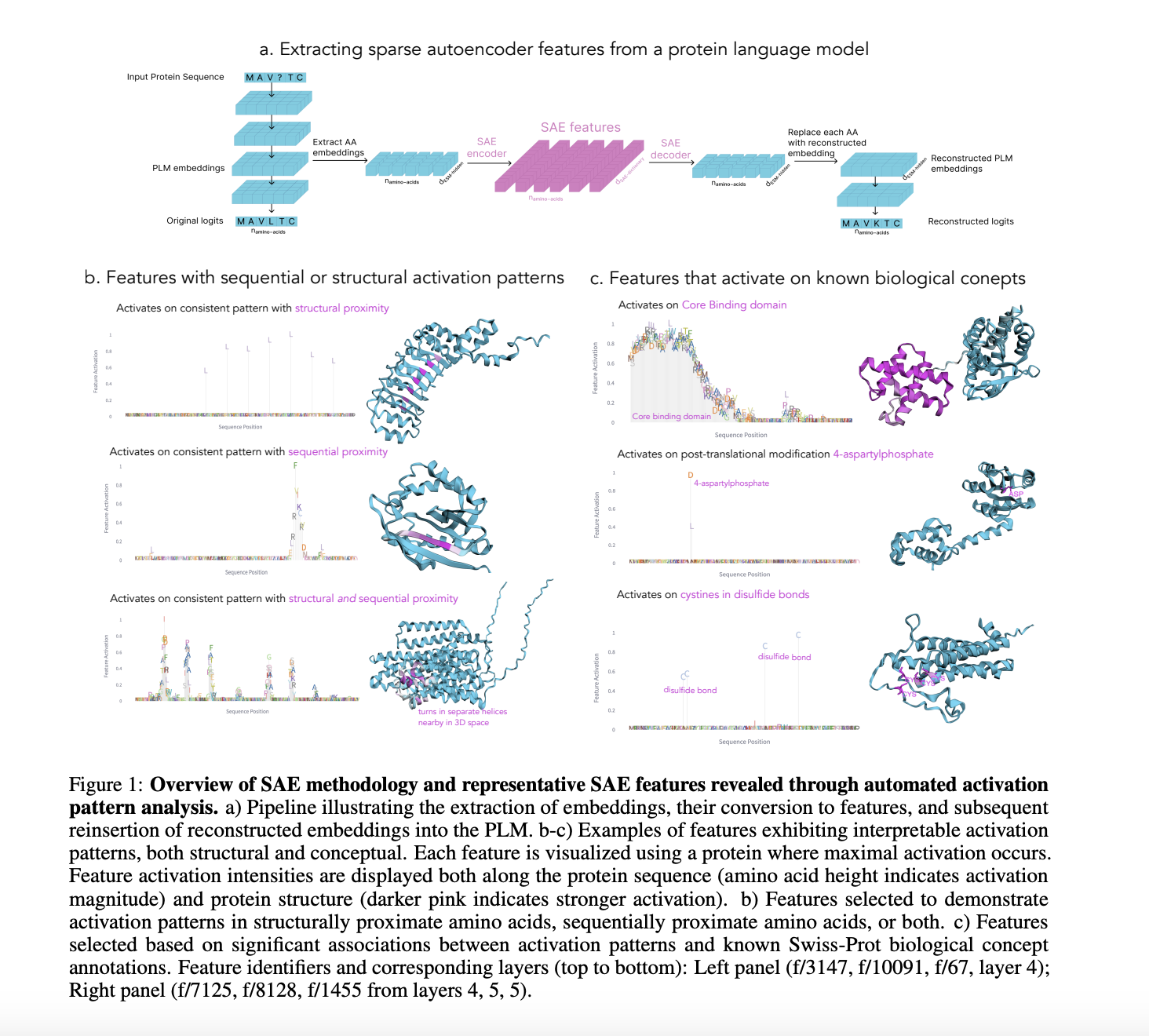 Unveiling Interpretable Features in Protein Language Models through Sparse Autoencoders