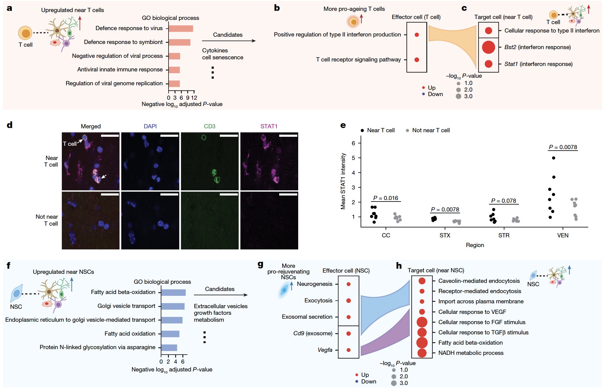  Researchers at Stanford Use AI and Spatial Transcriptomics to Discover What Makes Some Cells Age Faster/Slower in the Brain