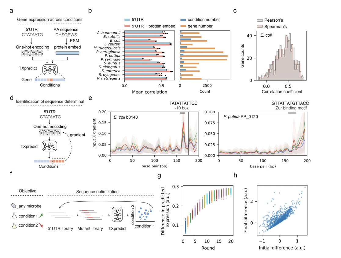  This AI paper from the Beijing Institute of Technology and Harvard Unveils TXpredict for Predicting Microbial Transcriptomes